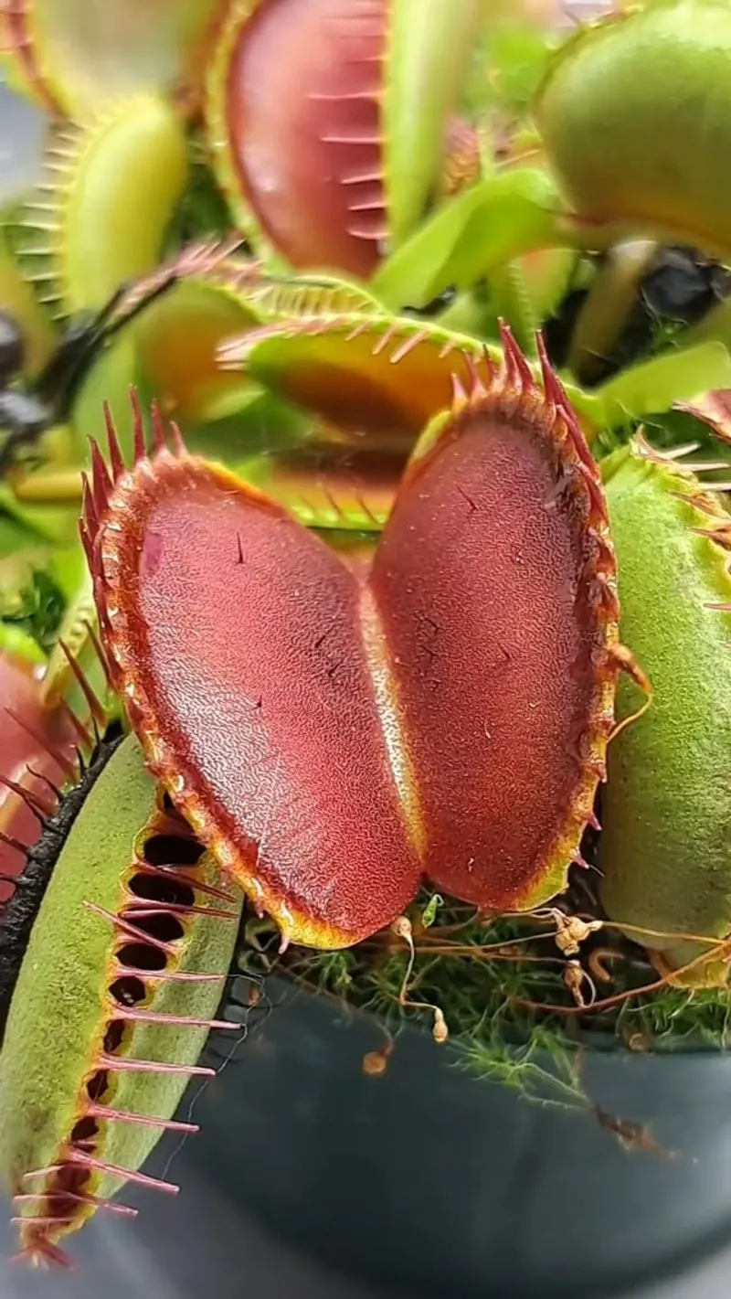 Venus Flytrap (Dionaea muscipula)
