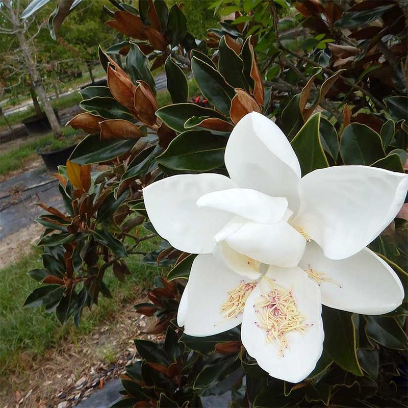 Little Gem Magnolia