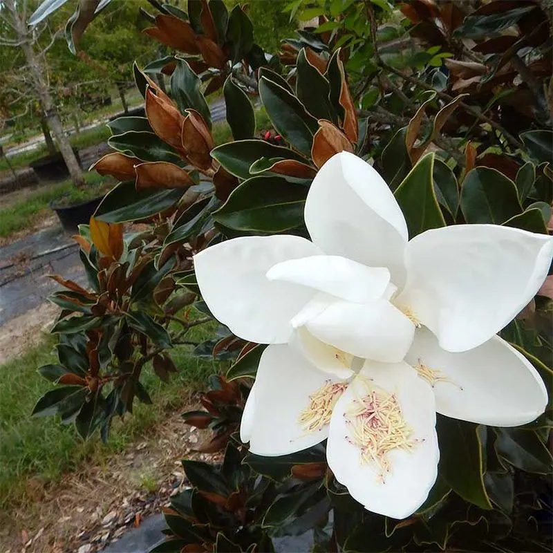 Little Gem Magnolia