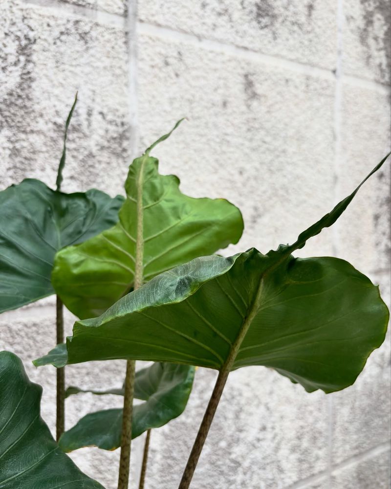 Lobed Leaf Edges