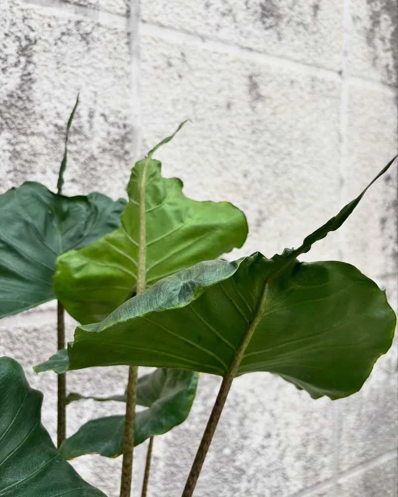 Lobed Leaf Edges