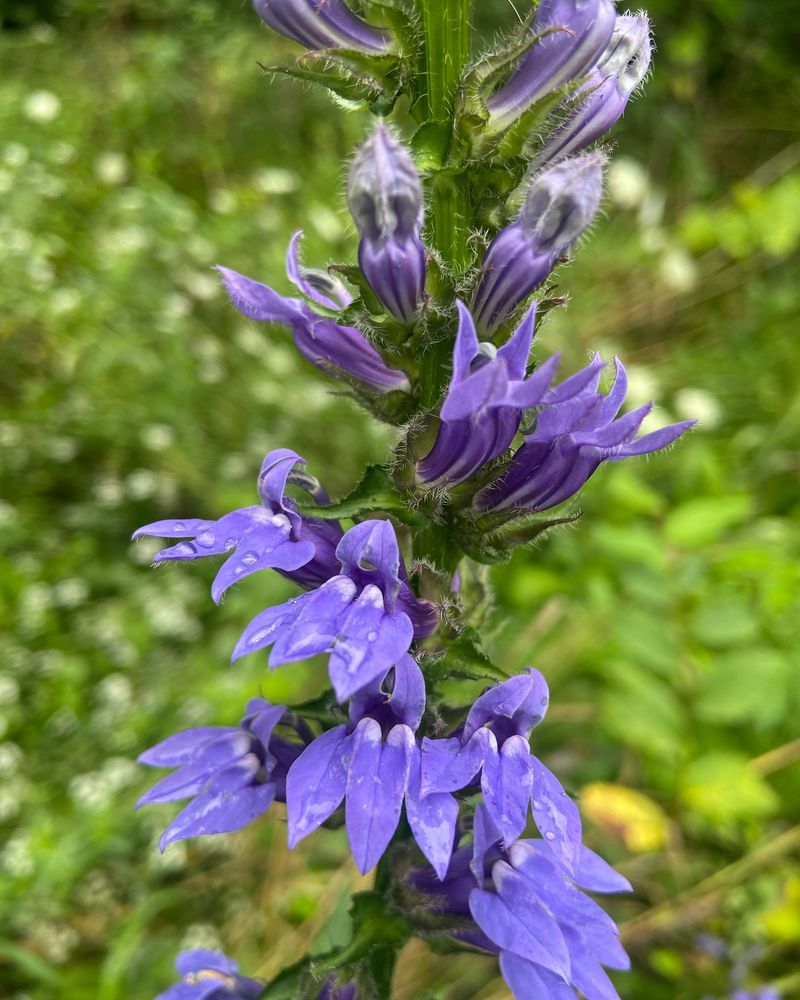 Lobelia