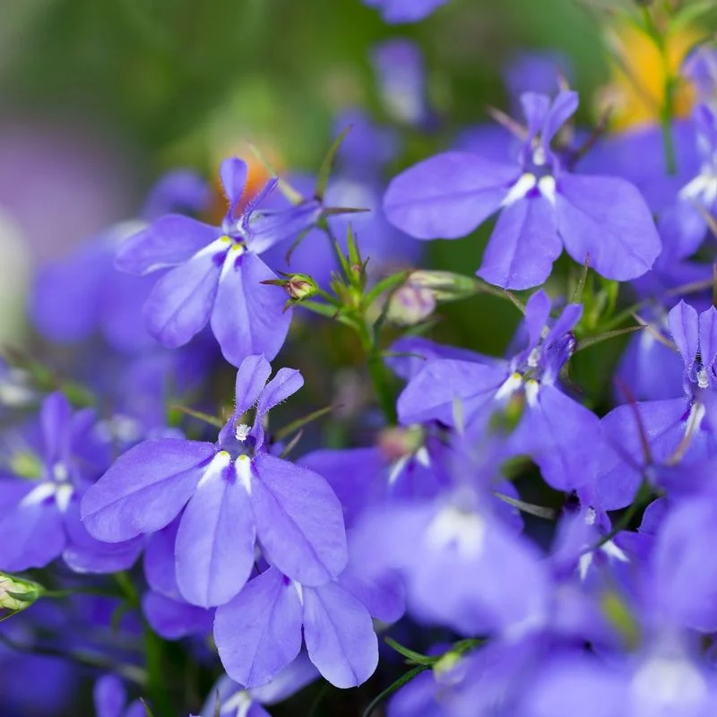 Lobelia
