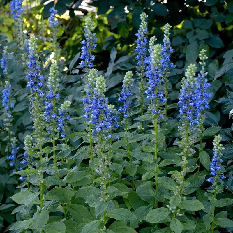 Lobelia Siphilitica