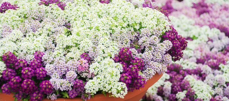 Sweet Alyssum