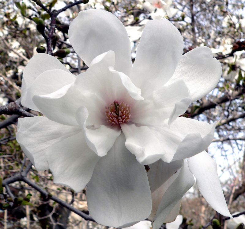 Loebner Magnolia