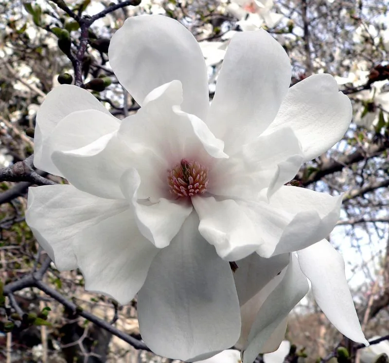 Loebner Magnolia