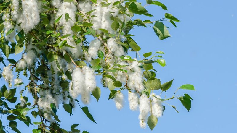 Cottonwood