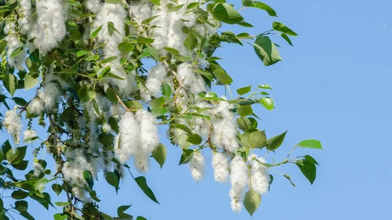 Cottonwood