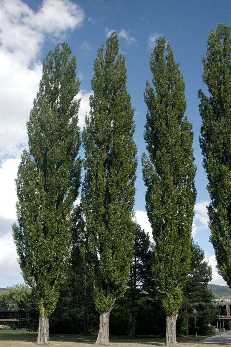 Lombardy Poplar