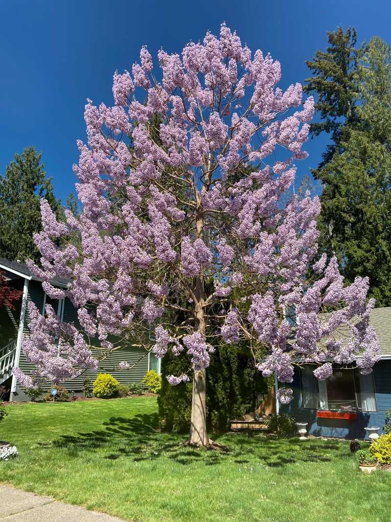 Empress Tree