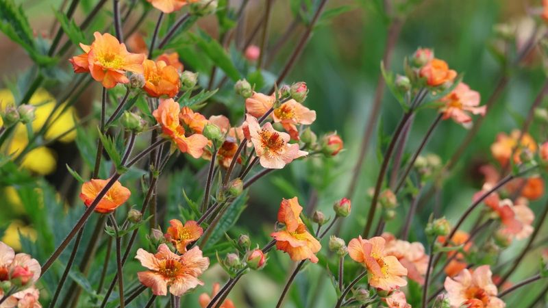 Adaptable Growth