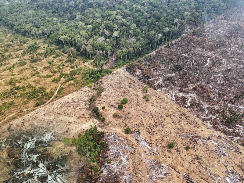 Loss of Biodiversity