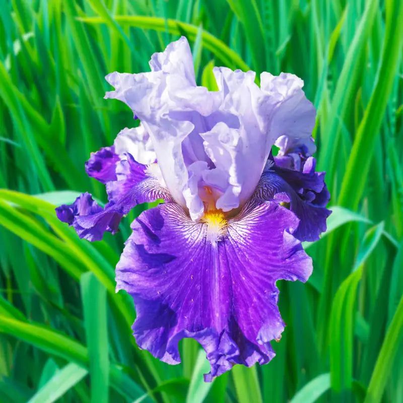 Iris