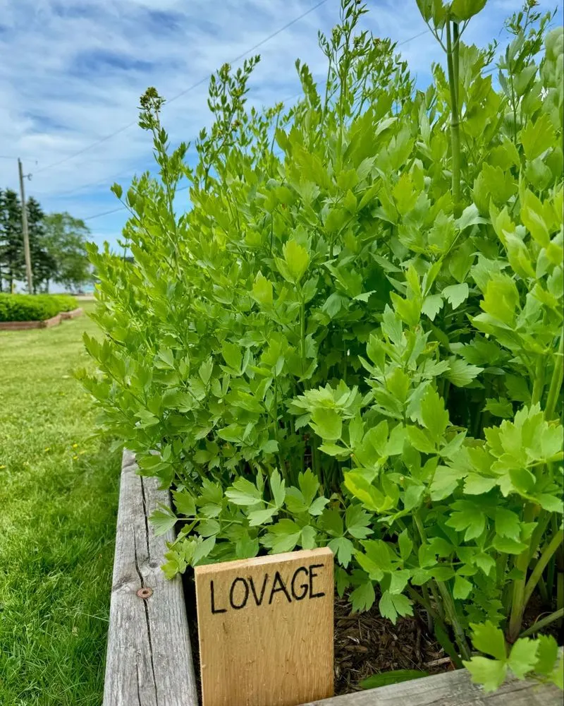 Lovage