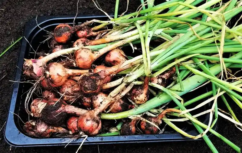 Multiplier Onions