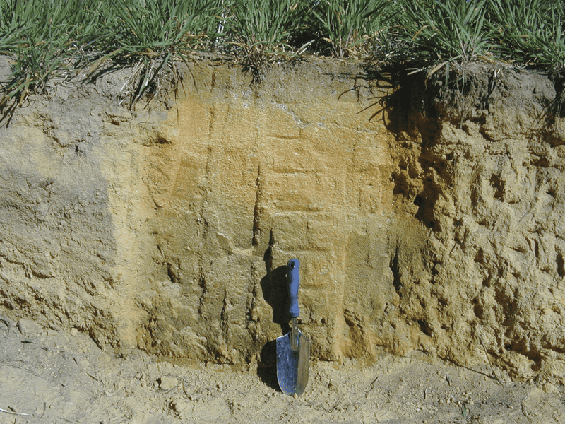High Soil pH