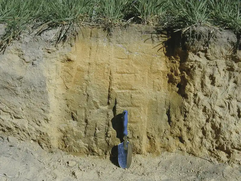 High Soil pH