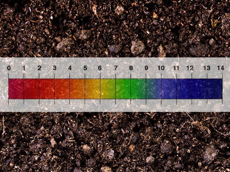 Soil Acidity
