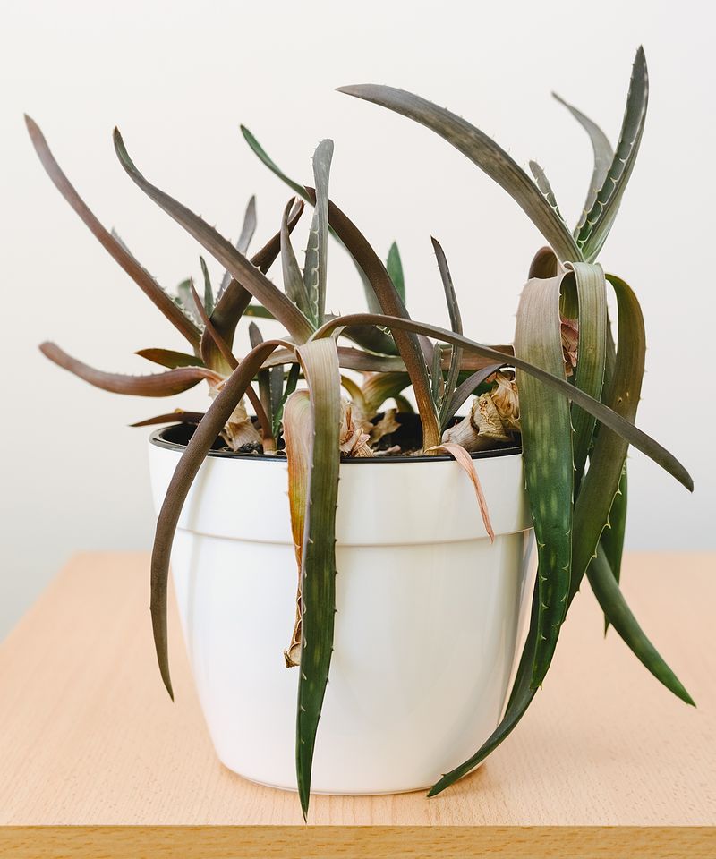 Aloe Vera