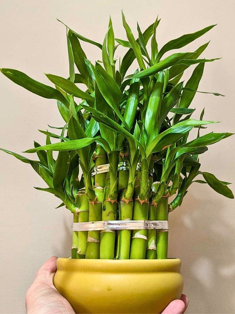 Lucky Bamboo