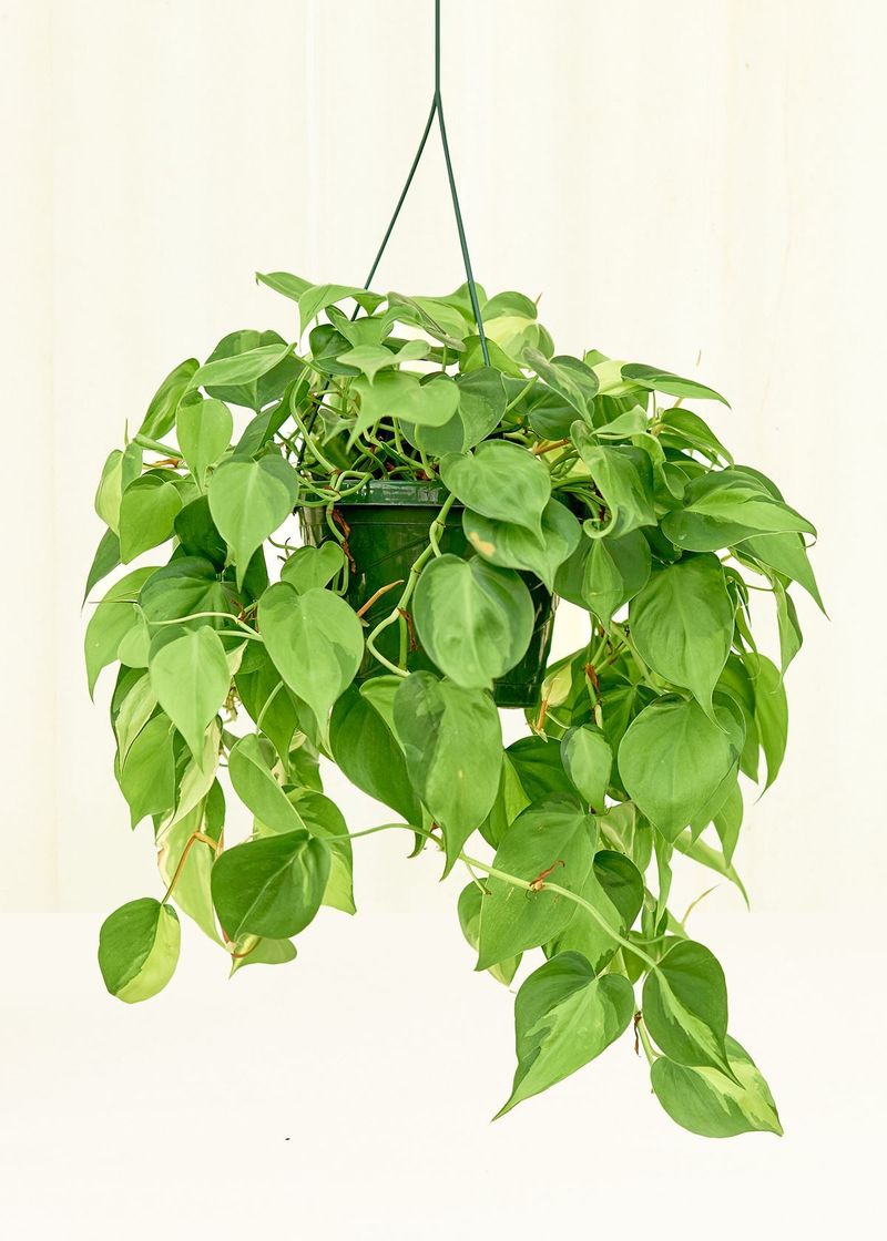Philodendron