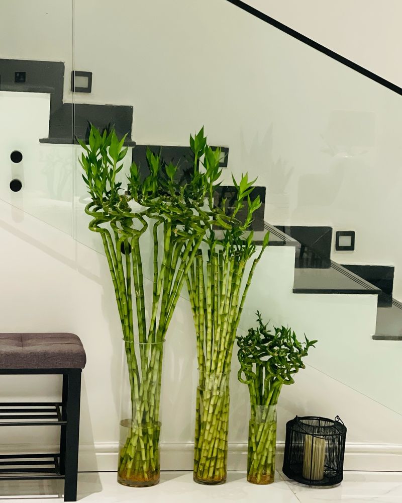 Lucky Bamboo