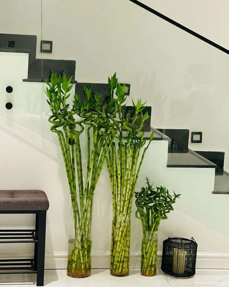 Lucky Bamboo