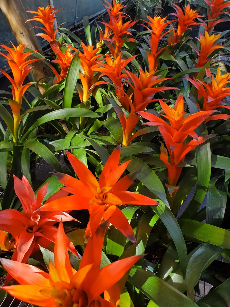 Bromeliad
