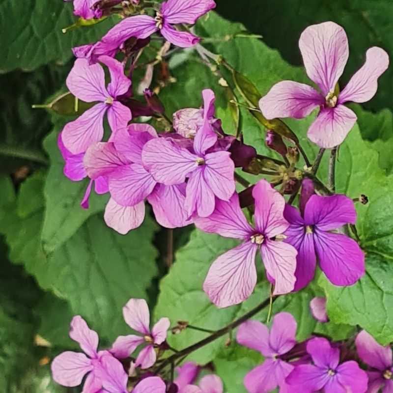 Lunaria