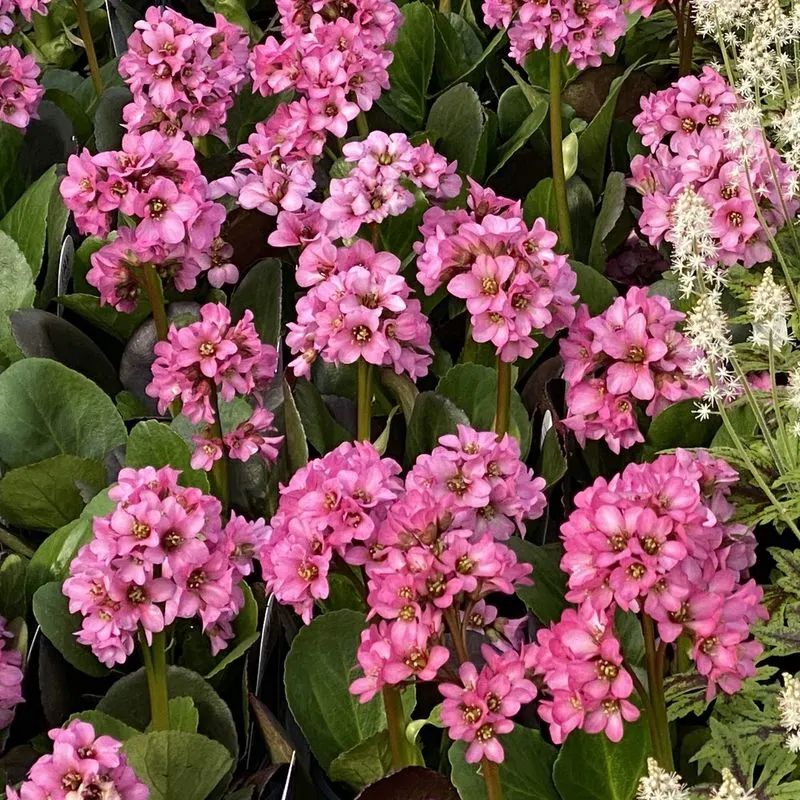 Bergenia