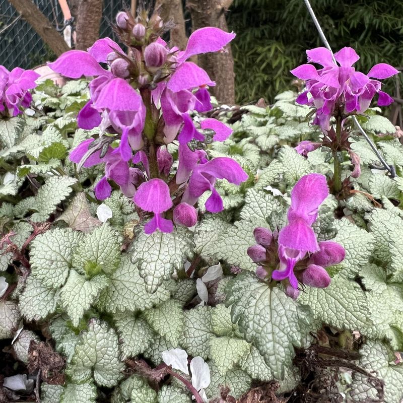 Dead Nettle
