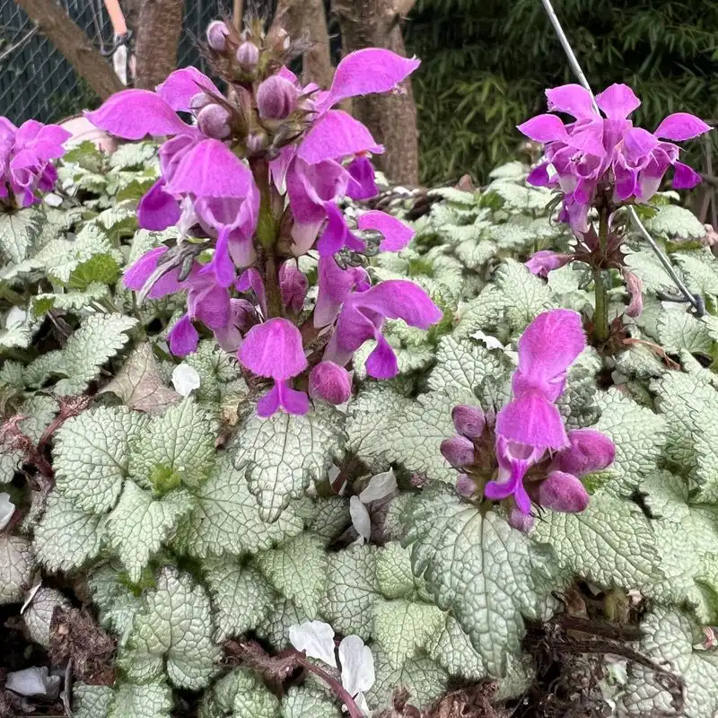 Dead Nettle