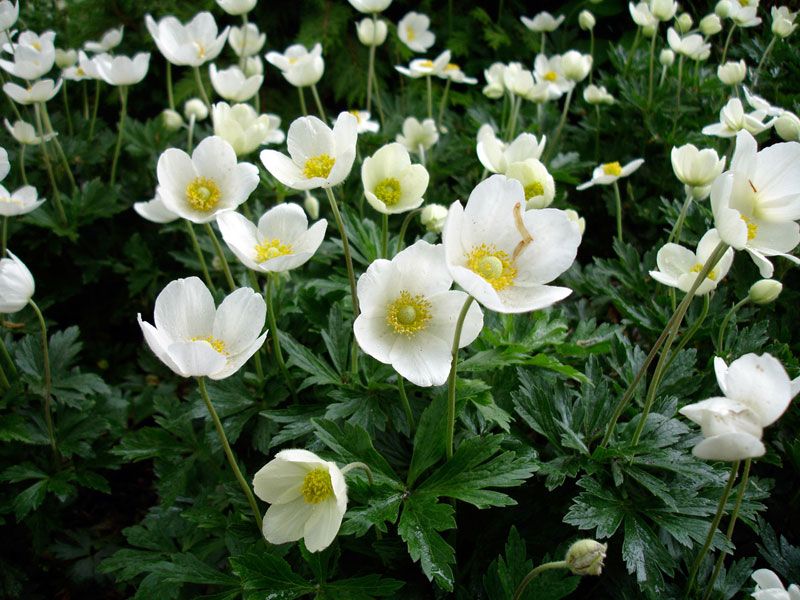 Snowdrop Anemone