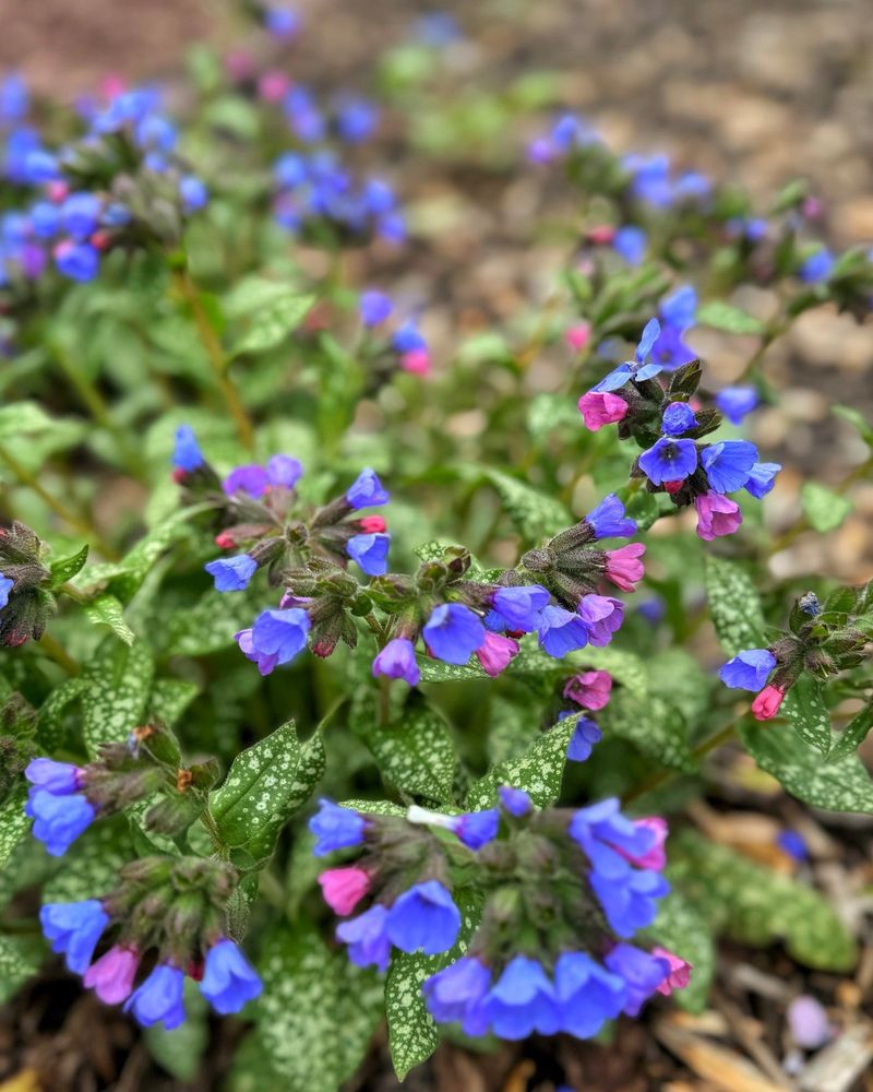 Lungwort
