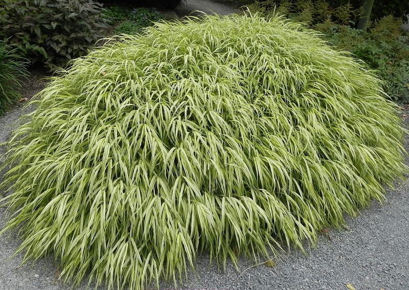 Japanese Forest Grass