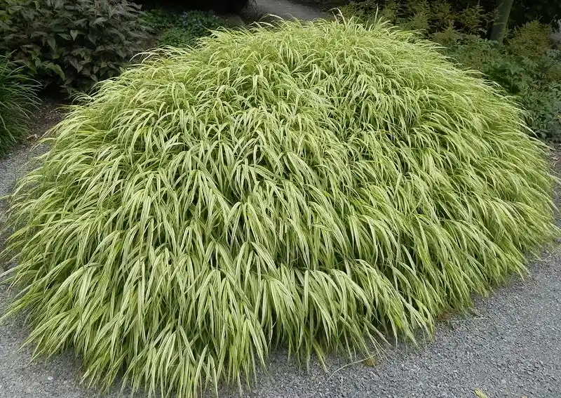 Japanese Forest Grass