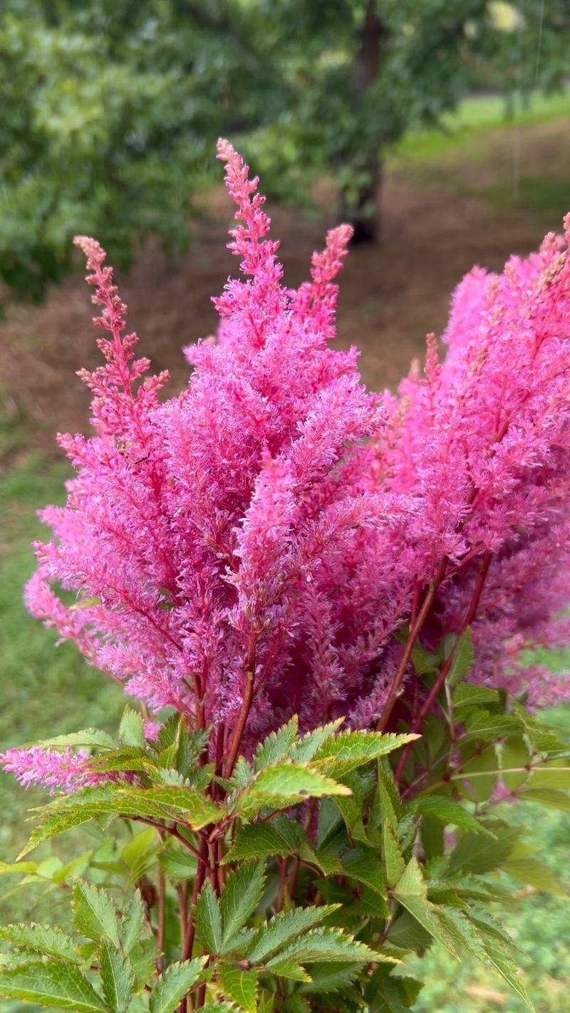Astilbe