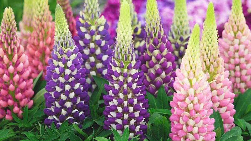 Lupine