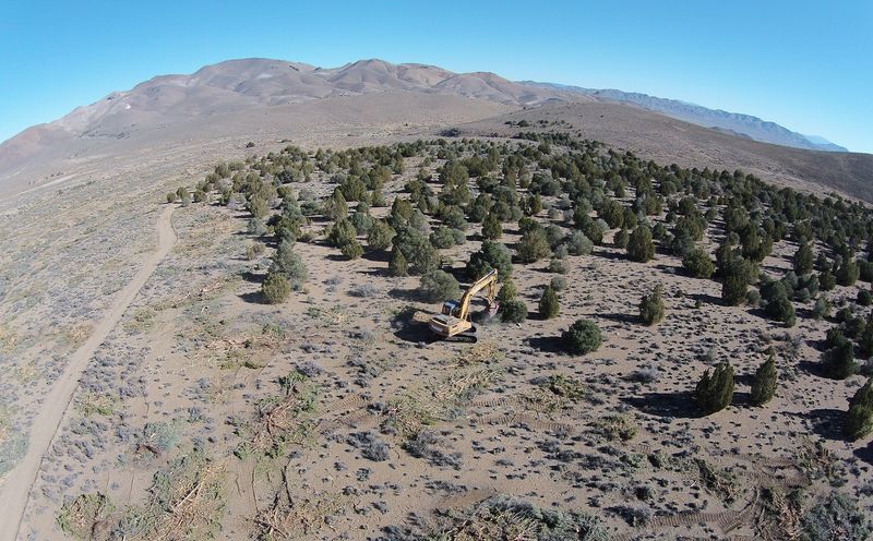 Sagebrush