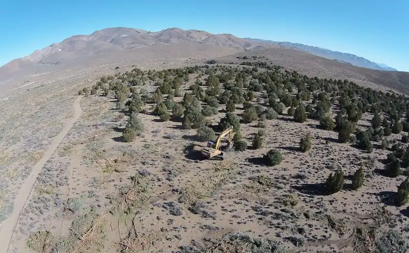 Sagebrush