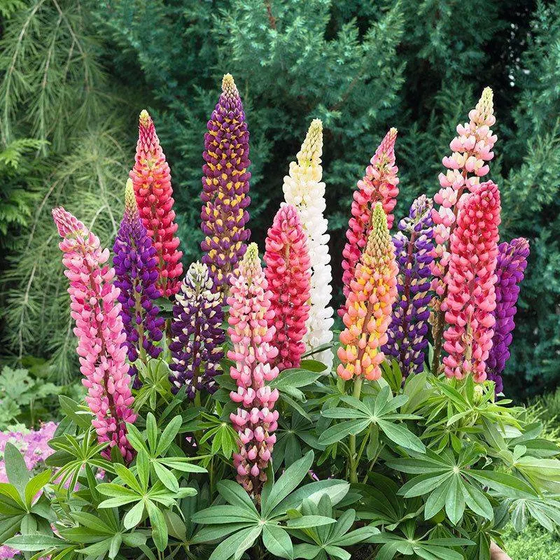 Lupine