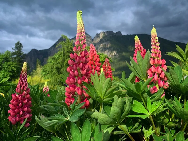 Lupine