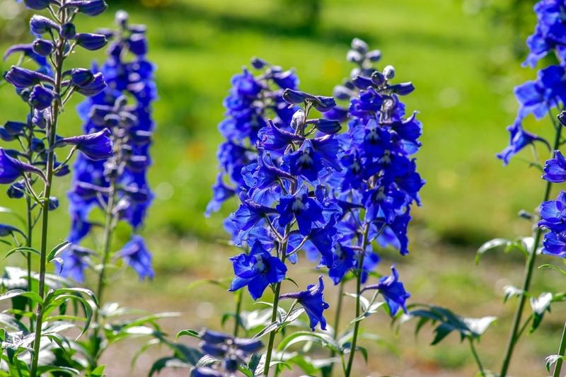 Delphinium