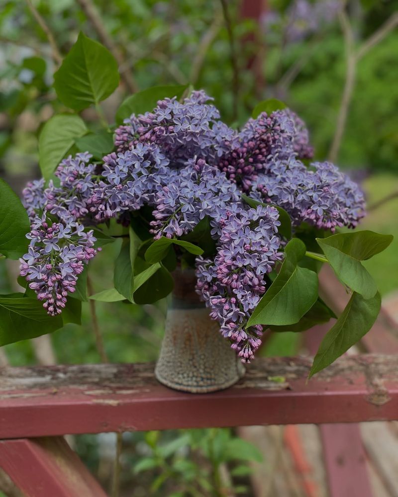 Lush Lilacs