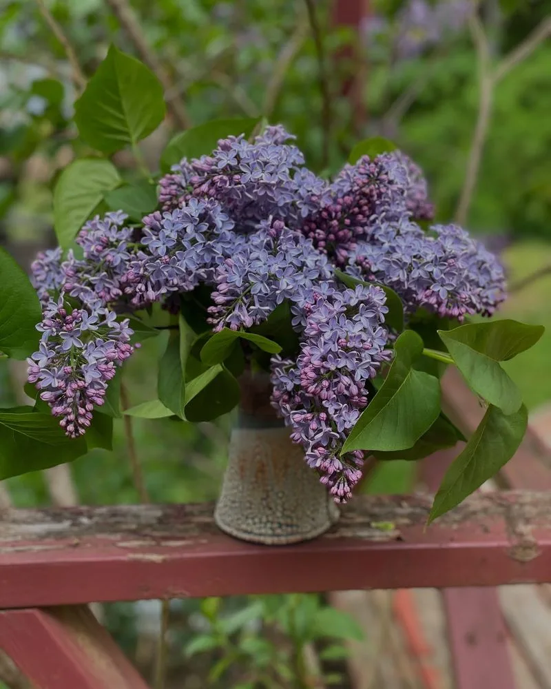 Lush Lilacs
