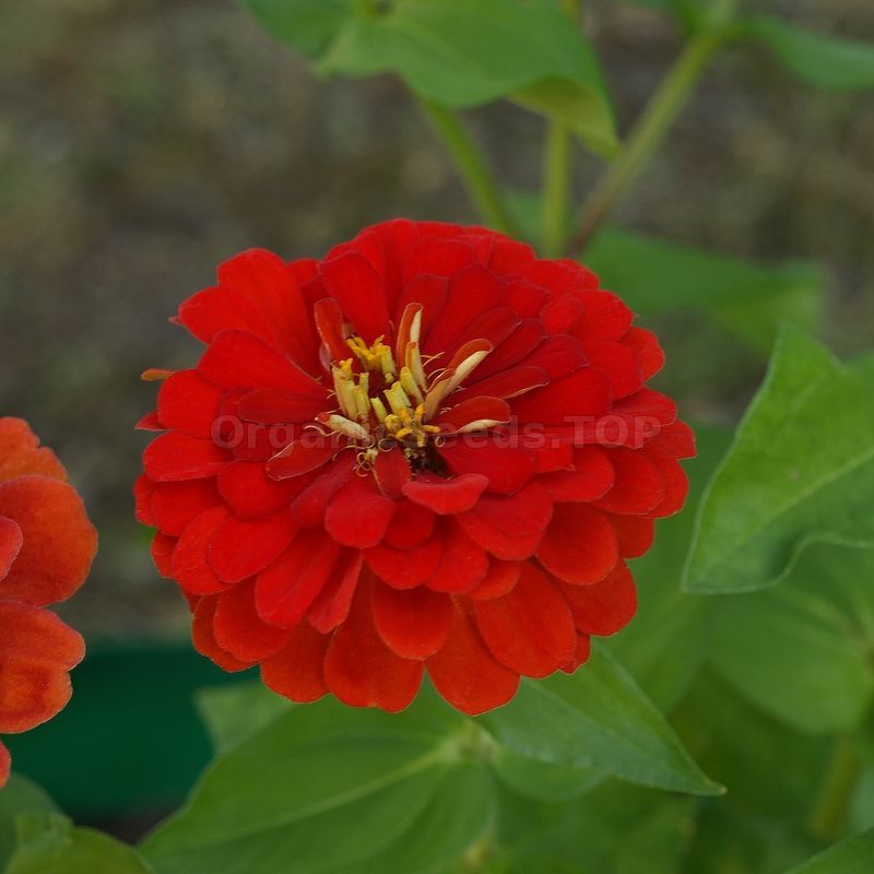 Crimson Monarch Zinnia