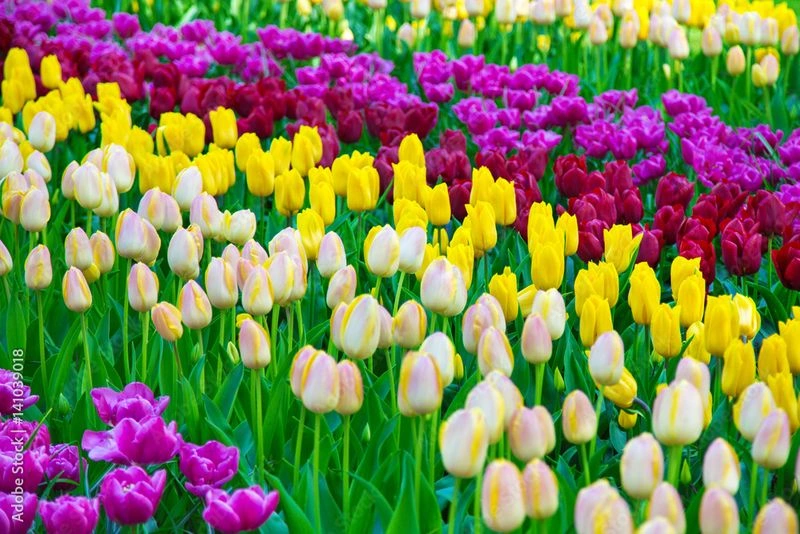 Tulip