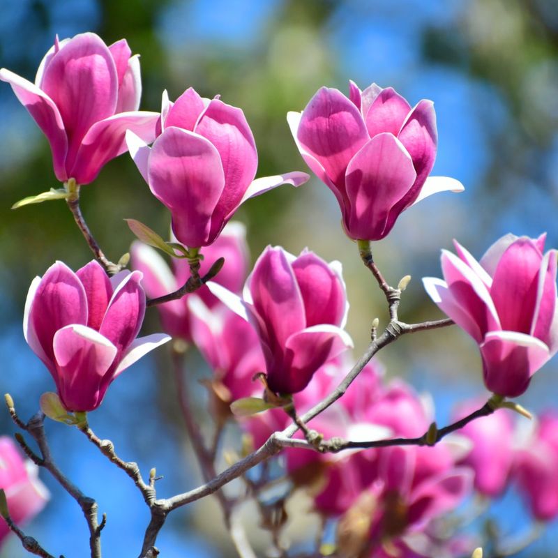 Magnolia