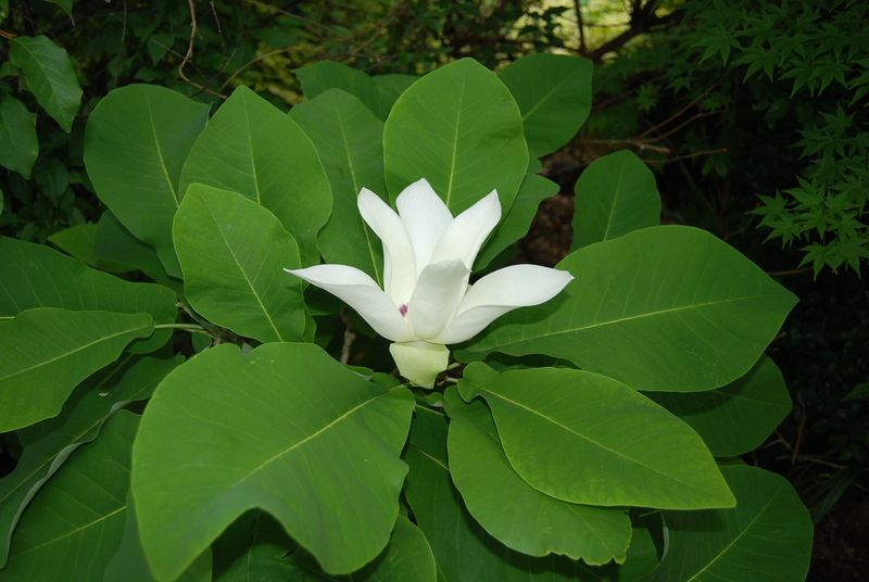 Magnolia Ashei